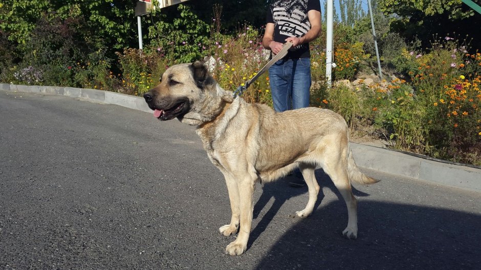 Кожуховский приют для бездомных животных