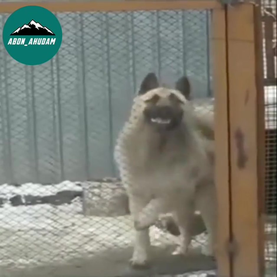 Собака Среднеазиатская овчарка алабай