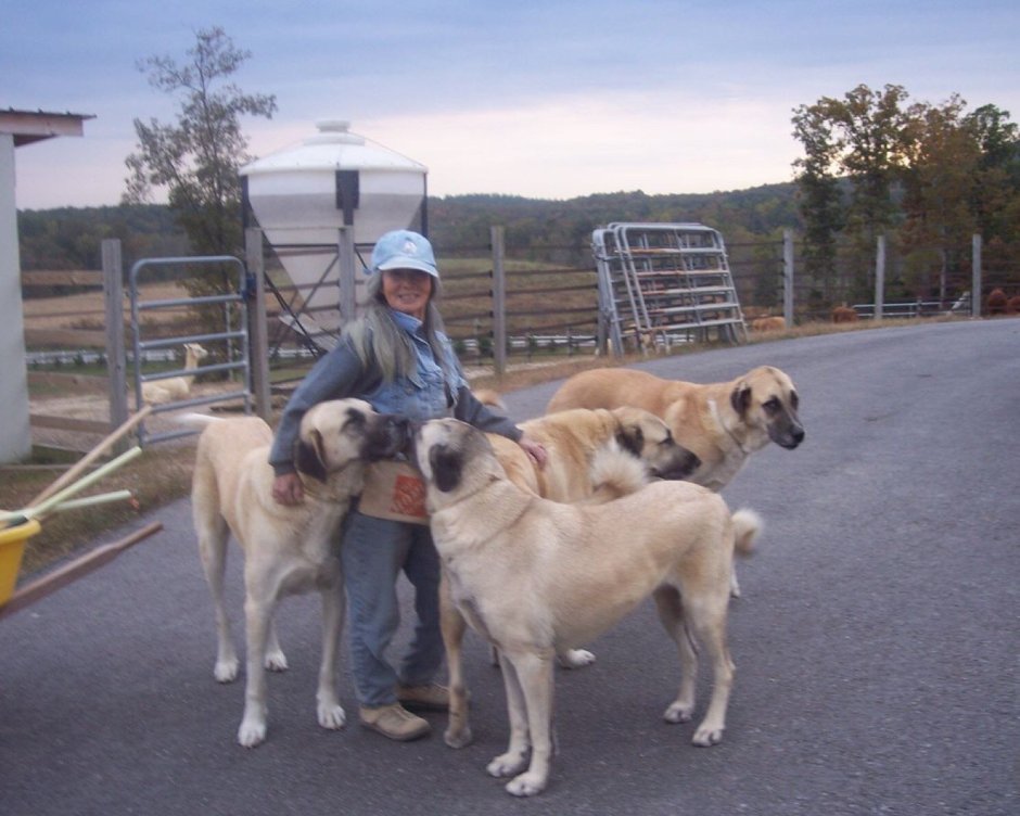 Турецкий кангал и Гампр