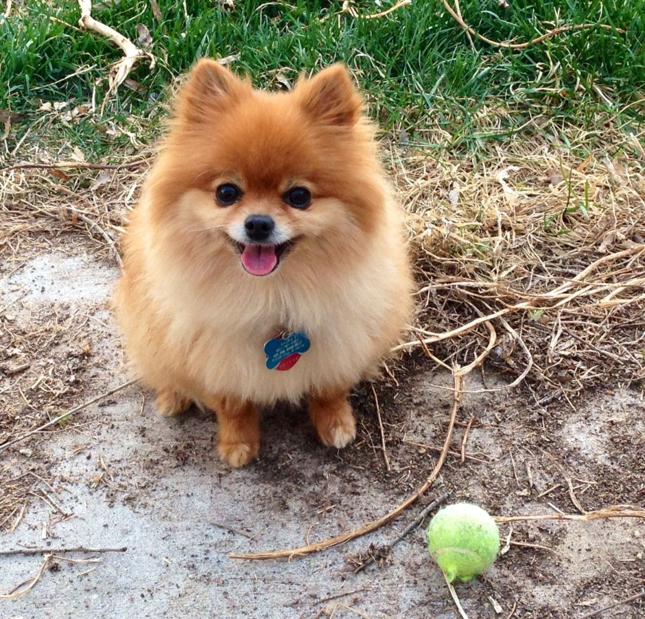 Шпиц Лисичка