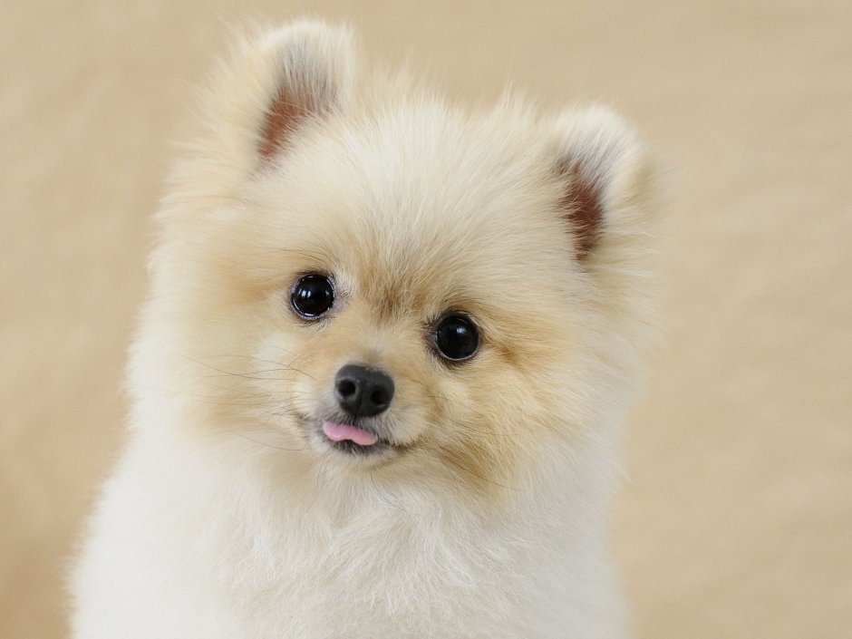 Помчи белый