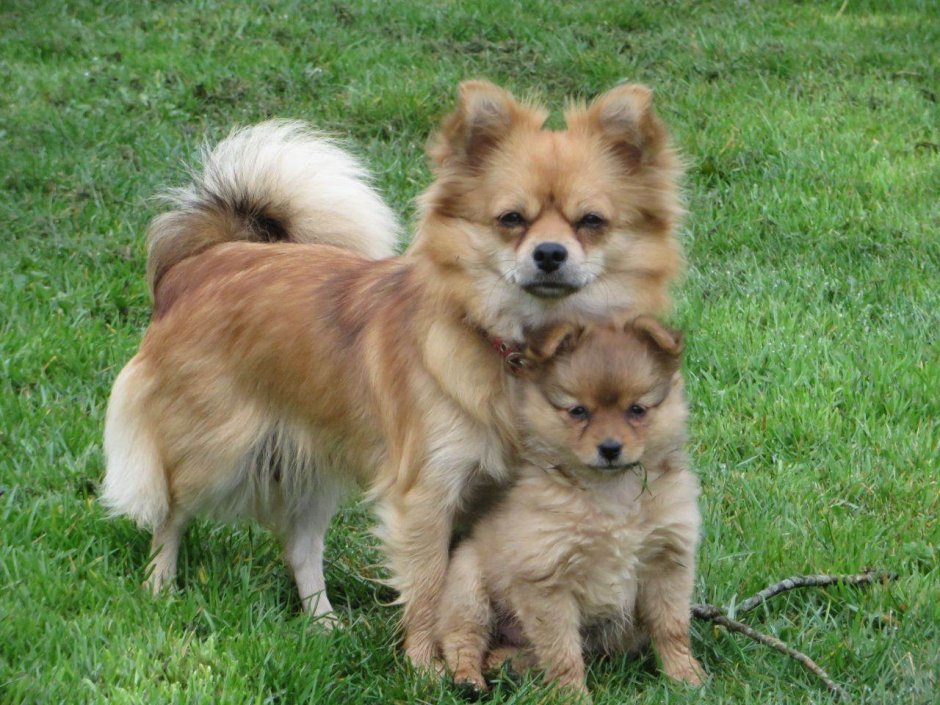 Порода помчи