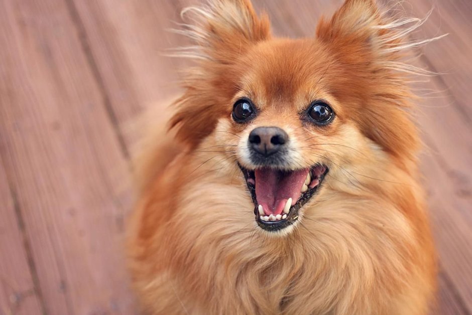 Собака породы помчи короткошерстная