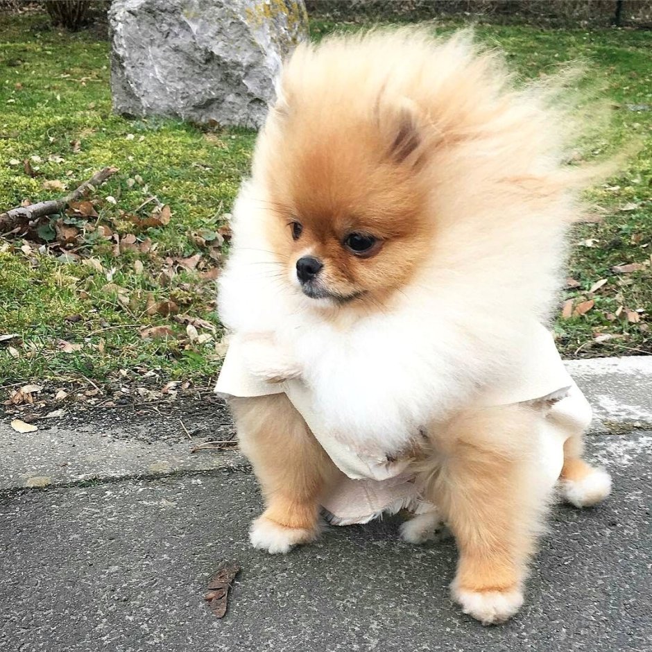 Помчи взрослая собака