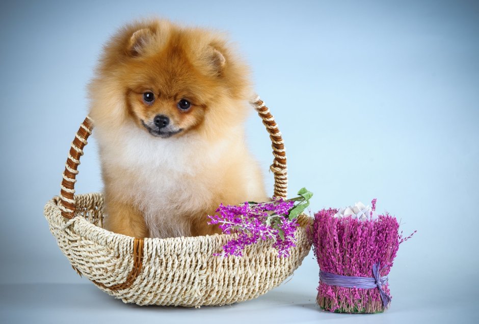 Шпиц терьер