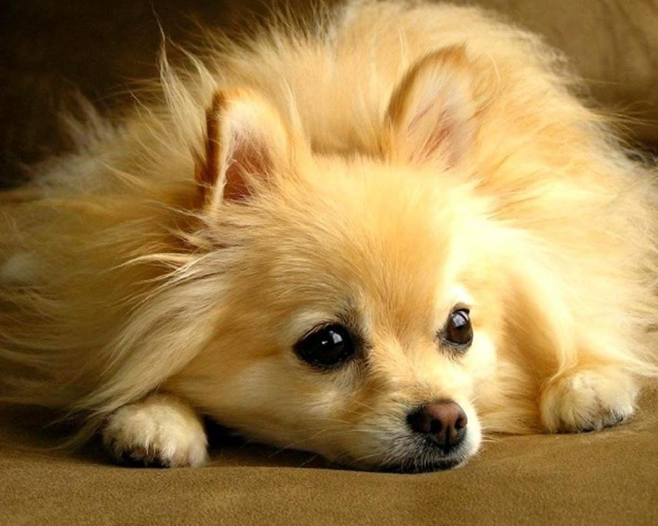 Чихуахуа собачка длинношерстная