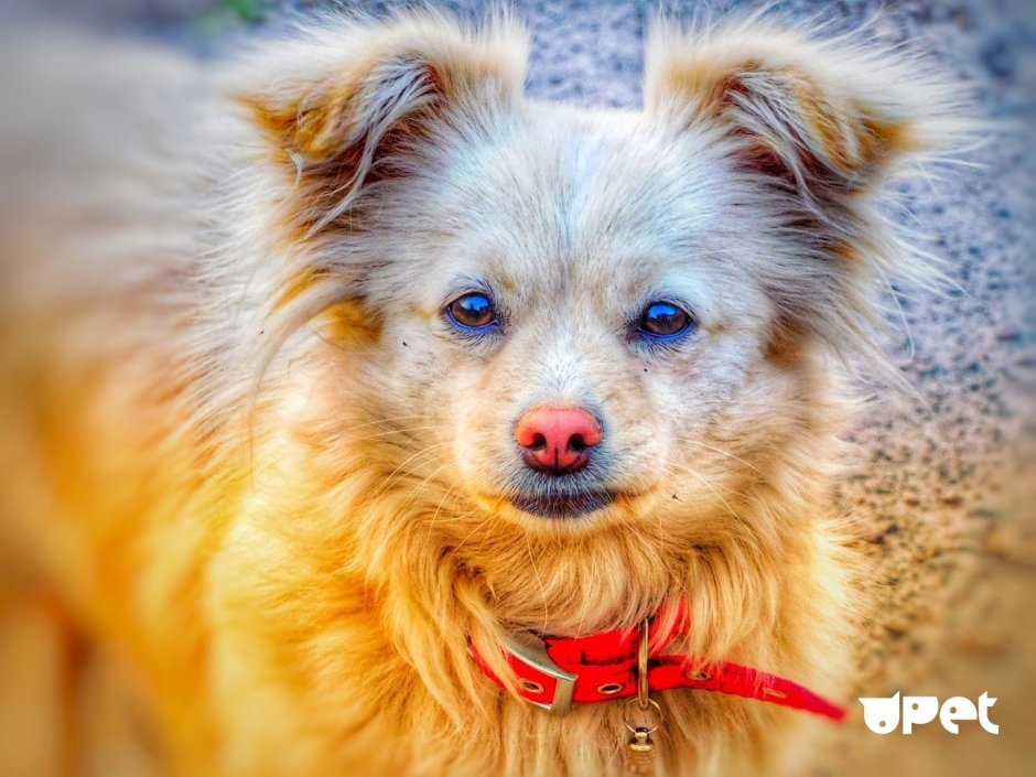 Австралийская овчарка + померанский шпиц