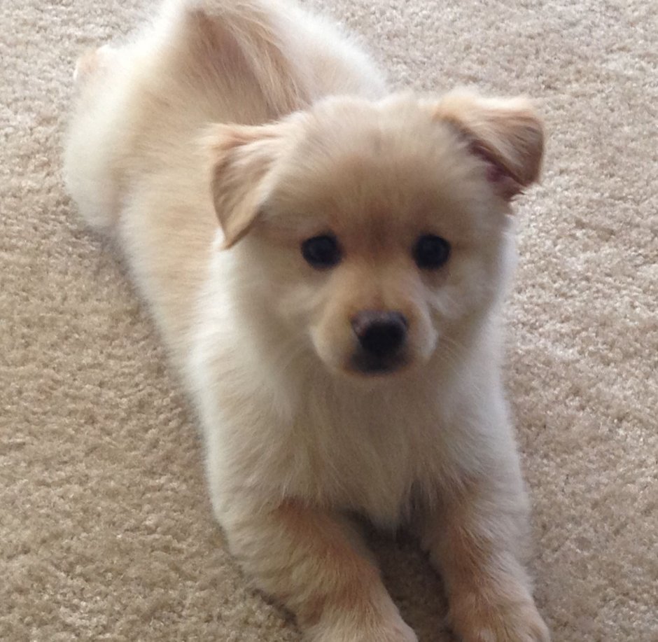 Помчи белый