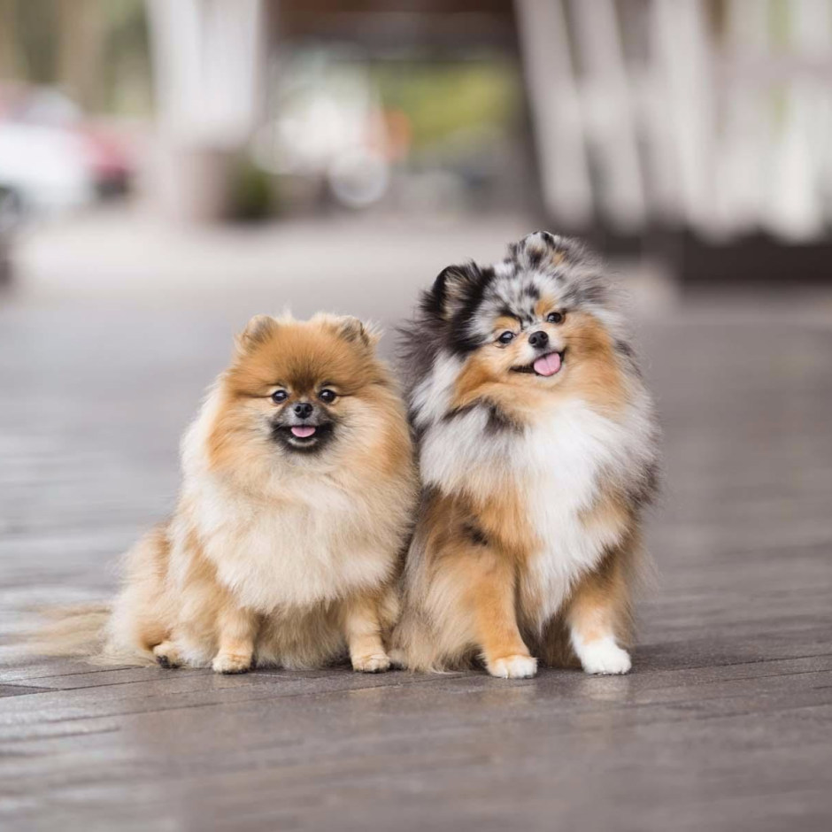 Померанский чихуахуа