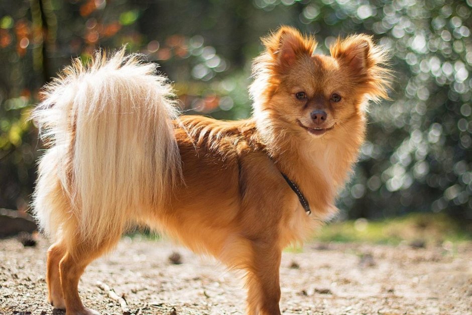 Померанский шпиц Эстетика