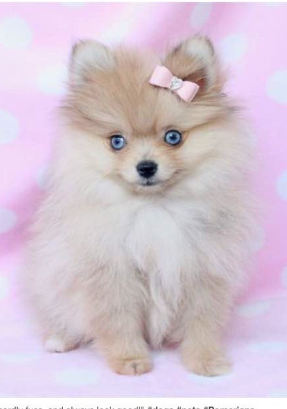 Померанский шпиц розовый