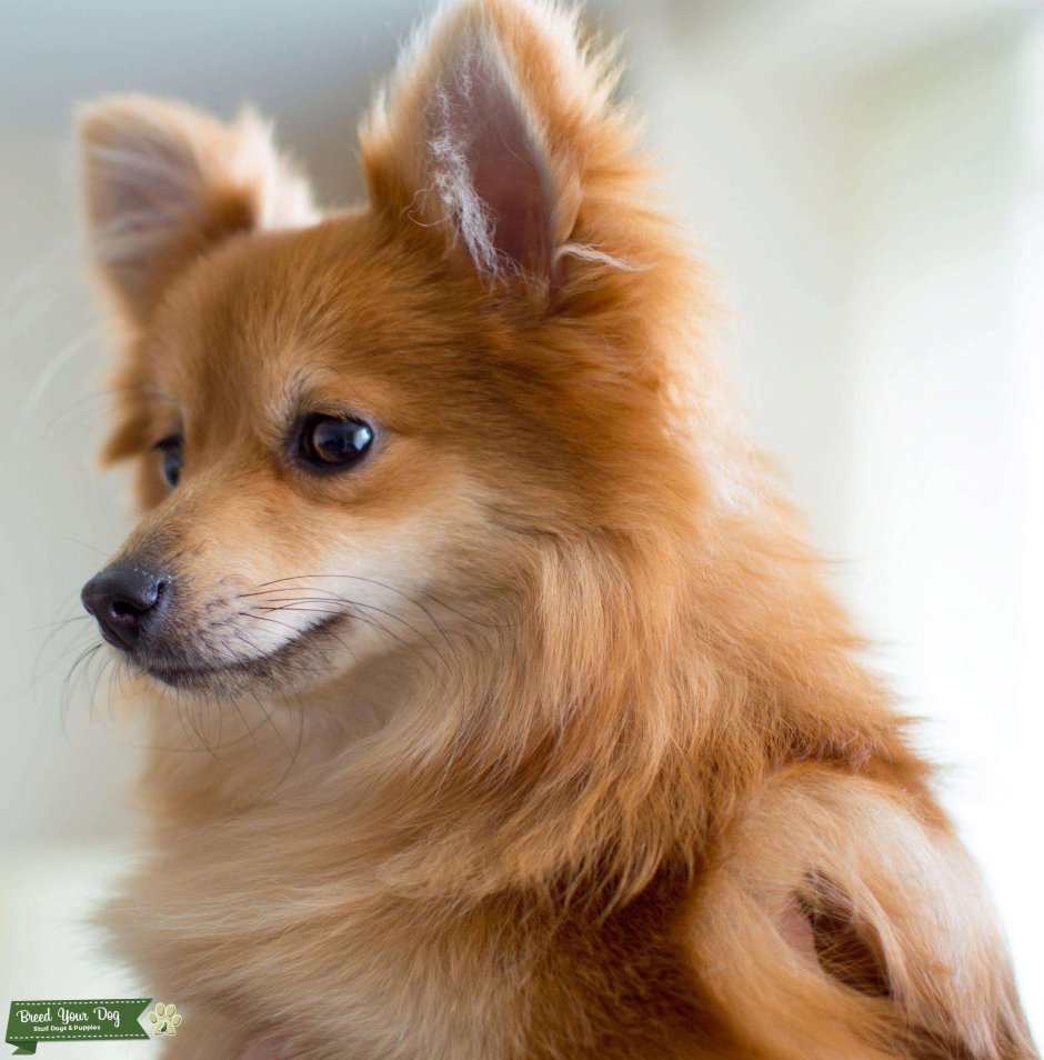 Помчи и померанский шпиц