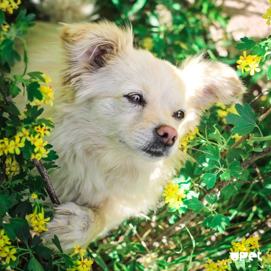 Помчи терьер