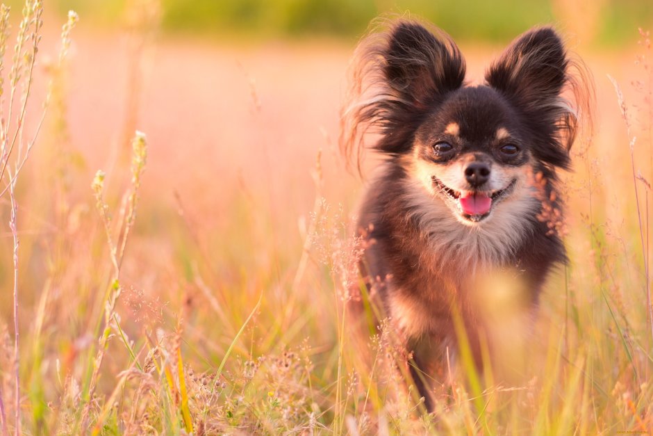 Собака чих на траве