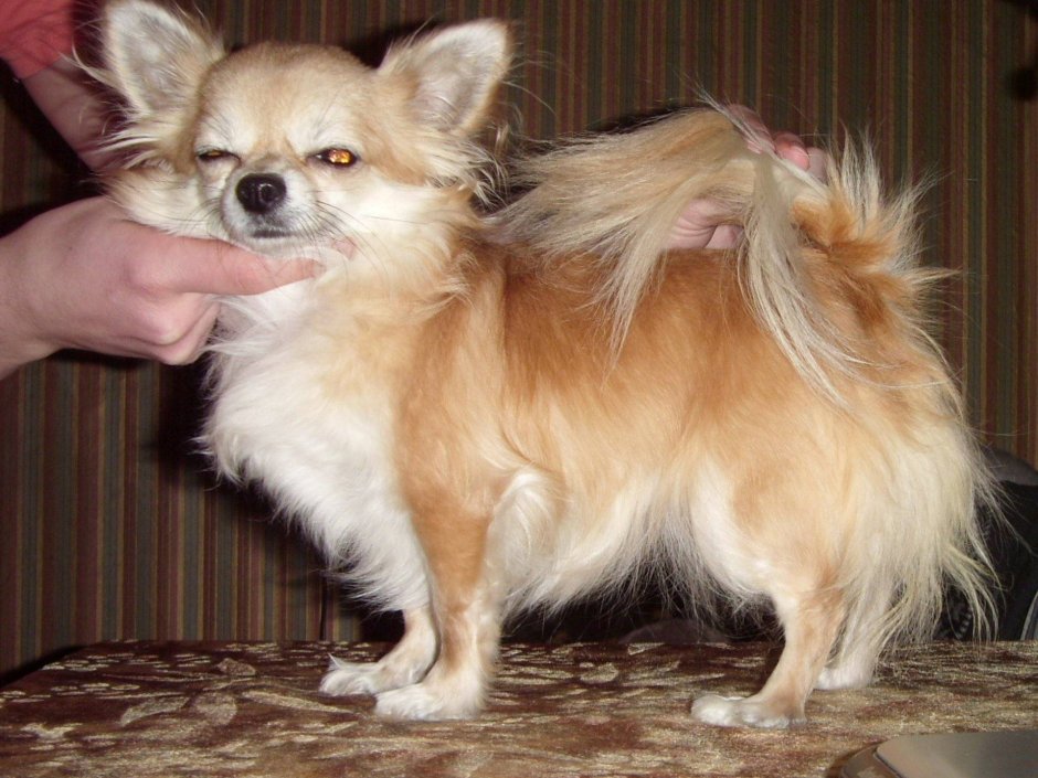 Метис шпица и чихуахуа