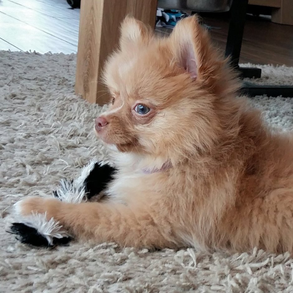 Порода помчи гладкошерстный