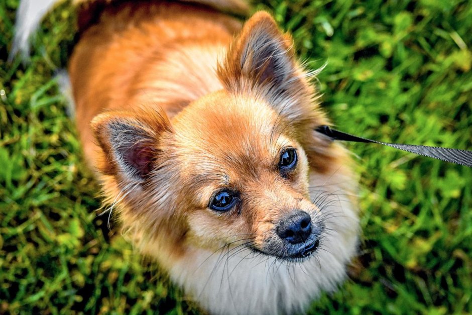 Щенки помчи