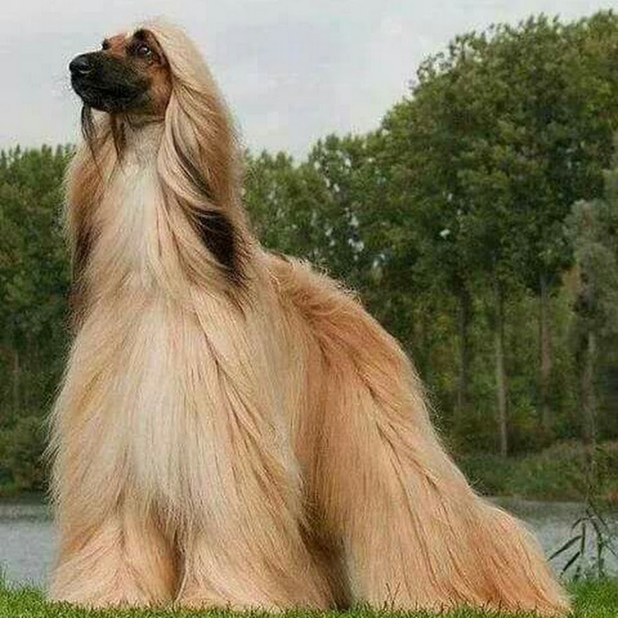 Гончая салюки