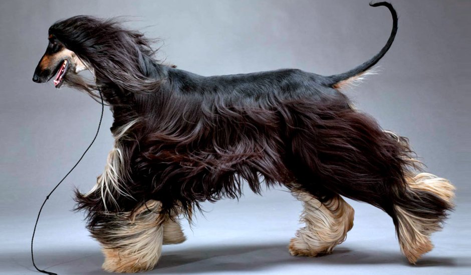 Такса сбоку