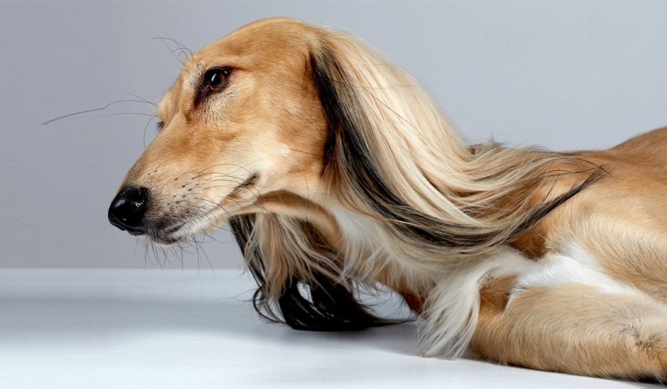 Венгерская овчарка Командор