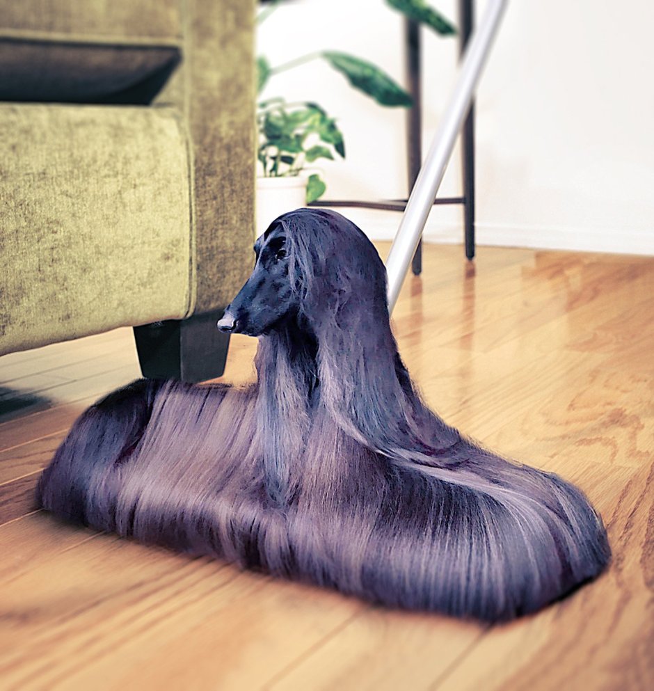 Афганская борзая груминг