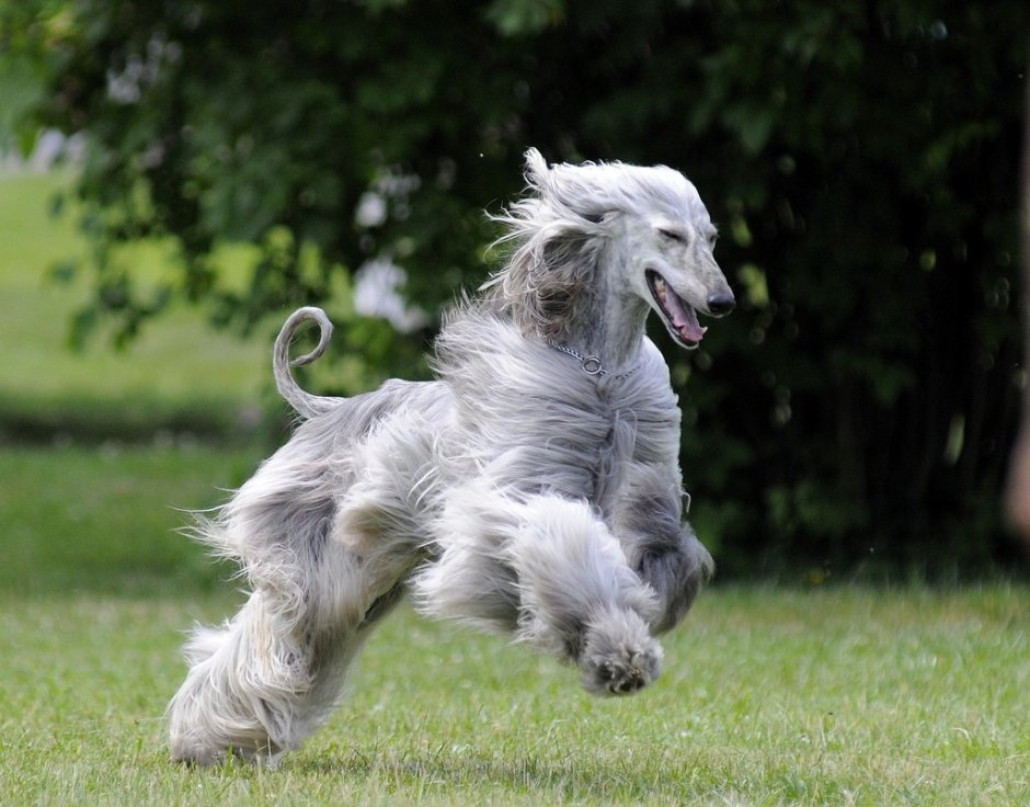 Салюки порода собак