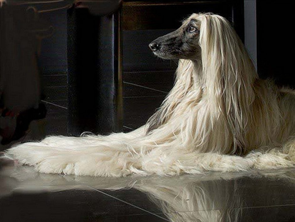 Афганская борзая и салюки