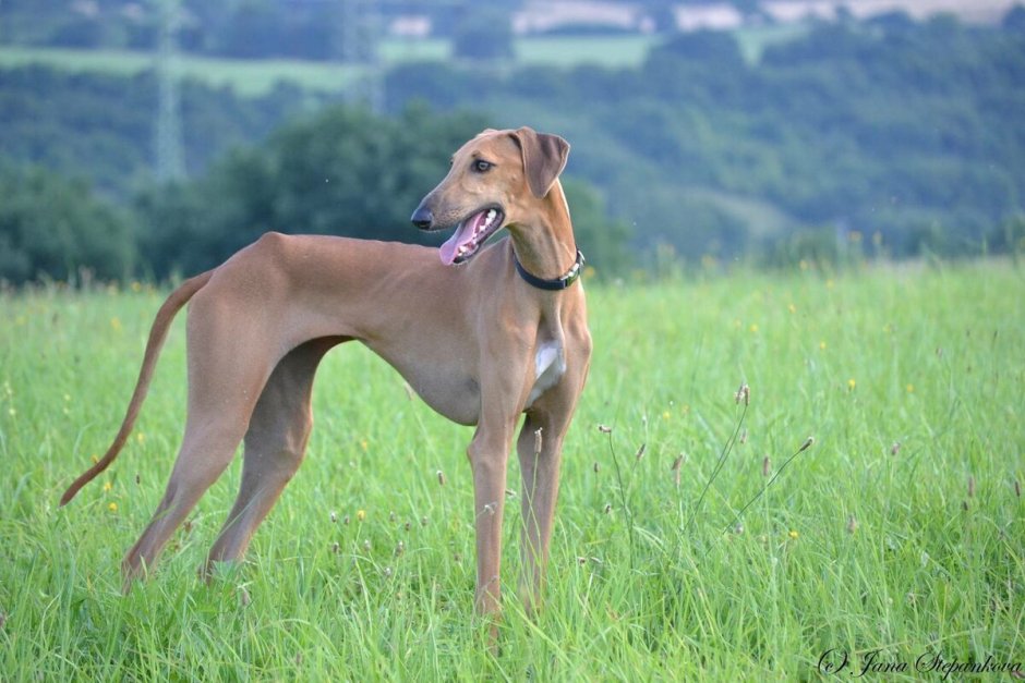 Самые длинные собачьи уши