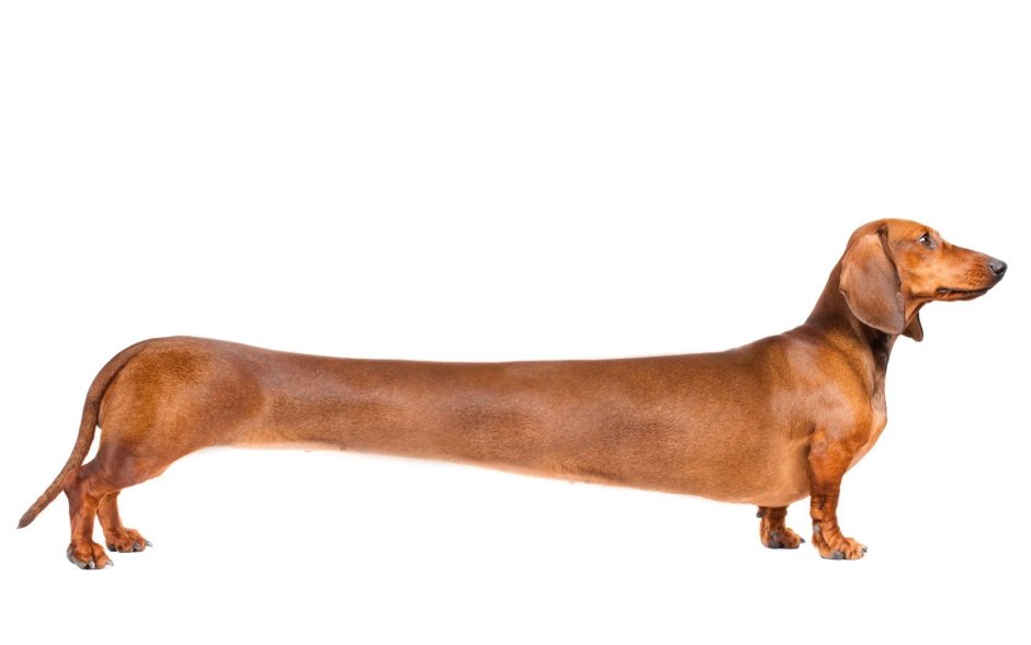 Вельш корги пемброк флаффи