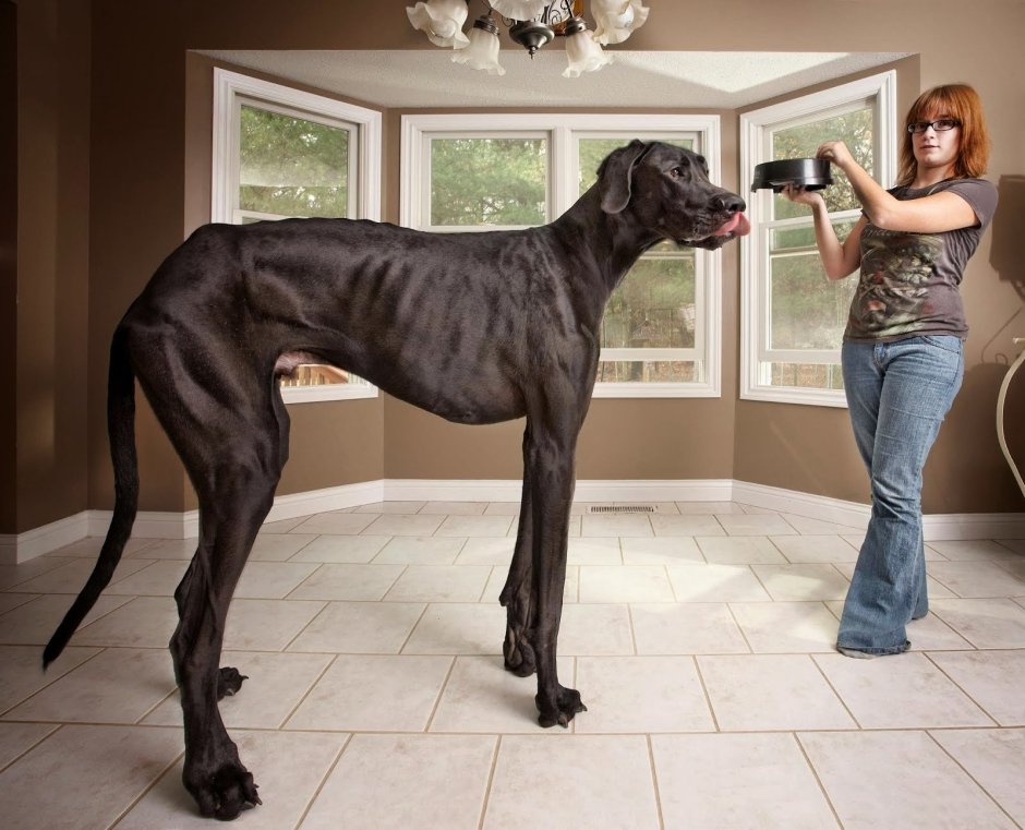 Гончая псовая борзая