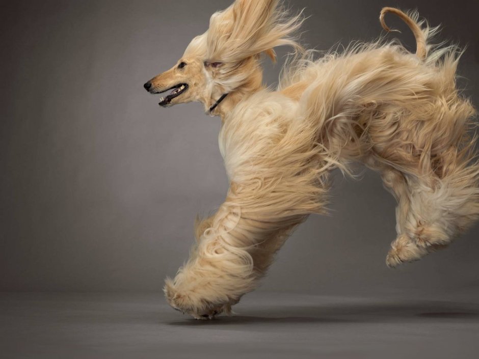 Афганская борзая