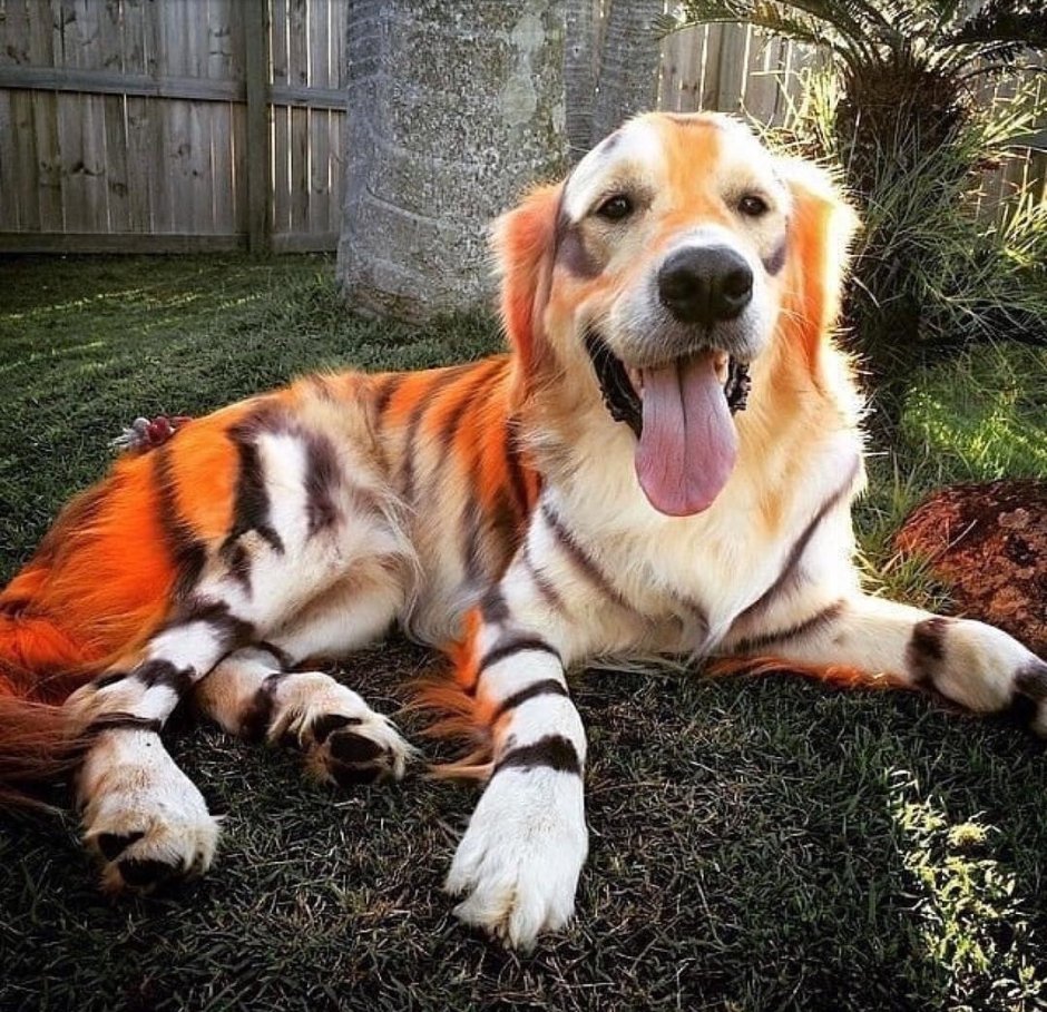 Мастиф Зевс