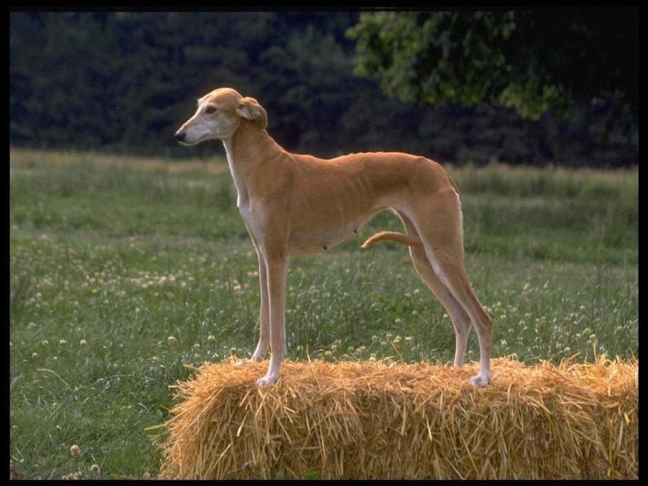 Покажи мне хозяина пригона