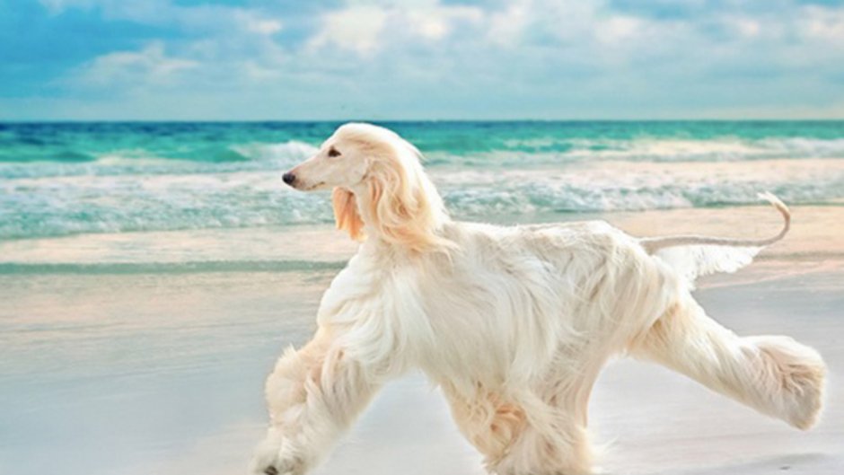 Азавак Левретка