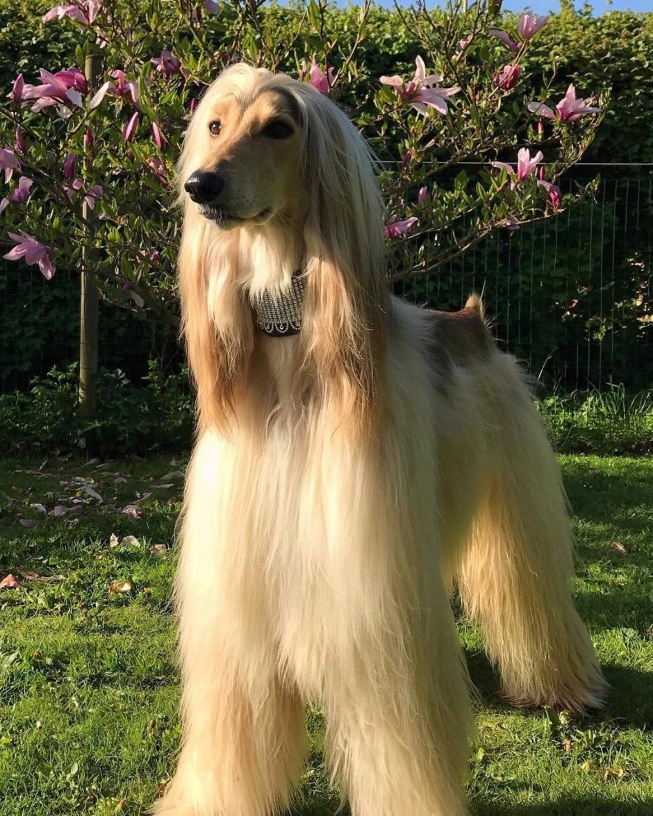 Собака с самыми длинными ушами