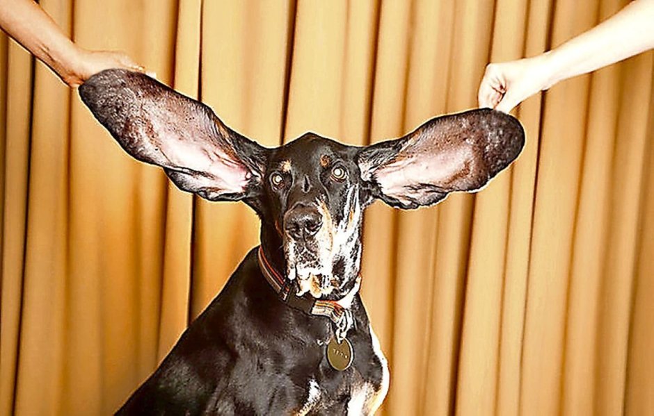 Бассет хаунд