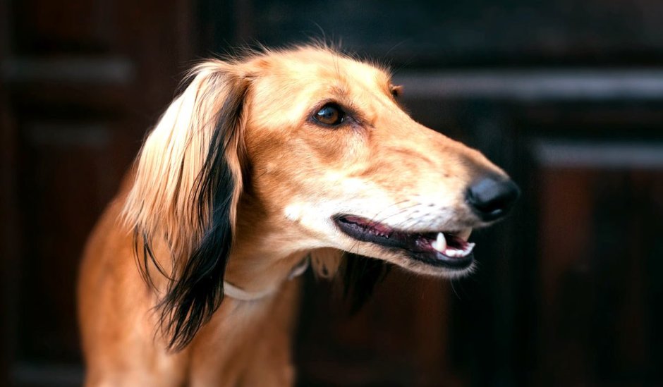 Бега борзая собака Грейхаунд