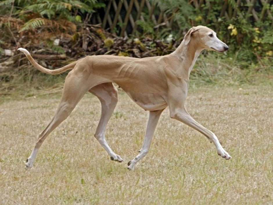 Хортая борзая собака