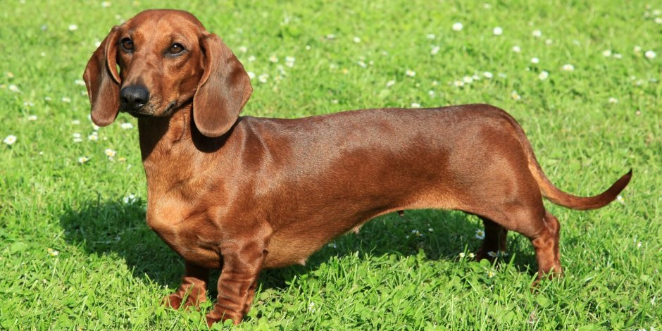 Русская псовая борзая Эрис