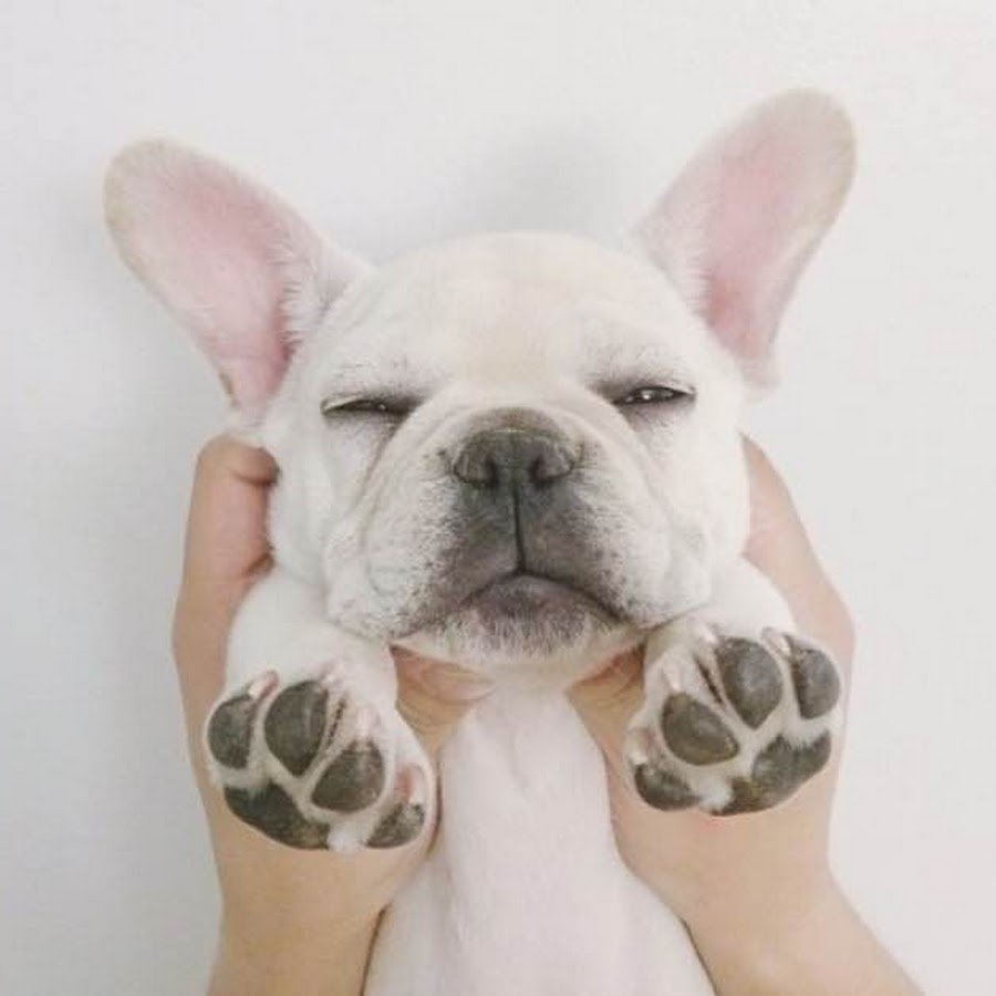 Голубой фавн французский бульдог