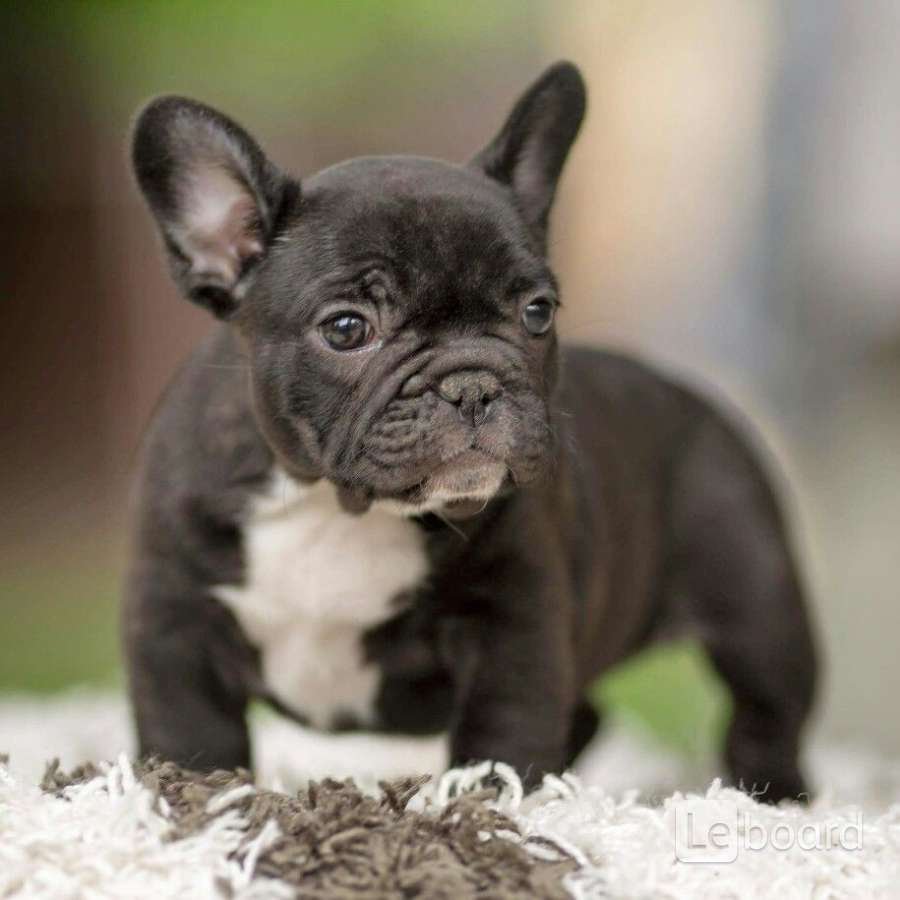 Французский бульдог Мерль