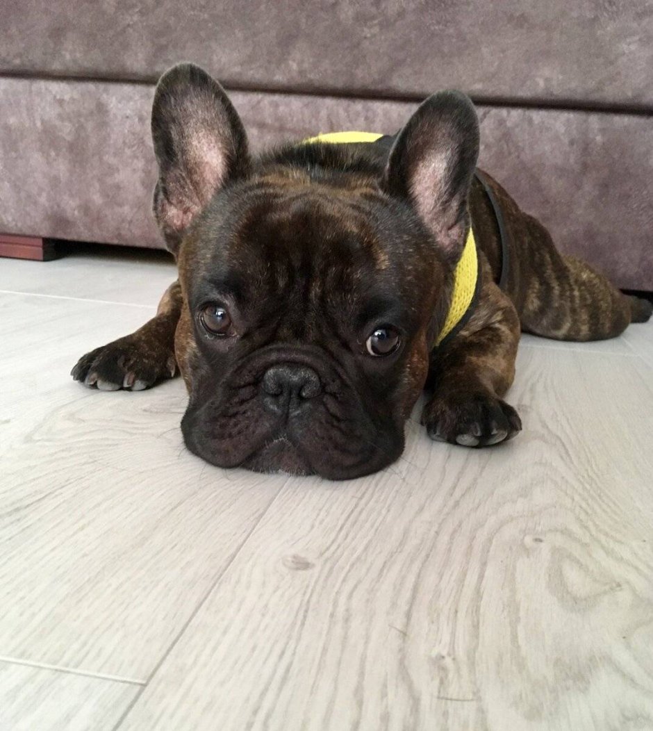 Французский бульдог щенок