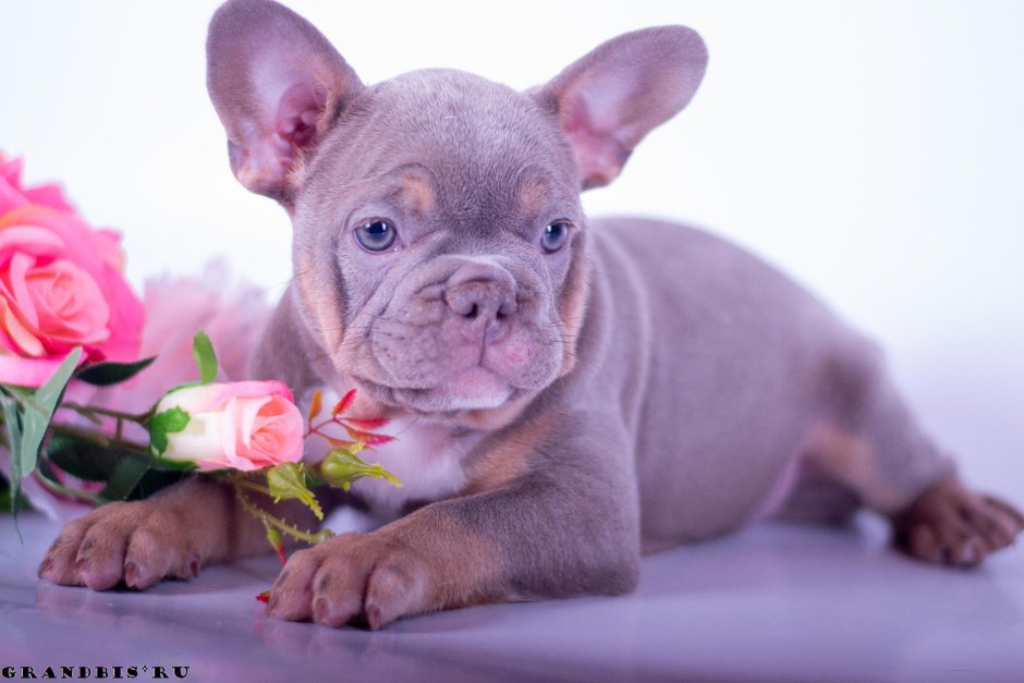 Французский бульдог 30 кг