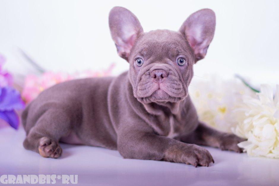 Окрас Изабелла Нью Шейд у французский бульдог