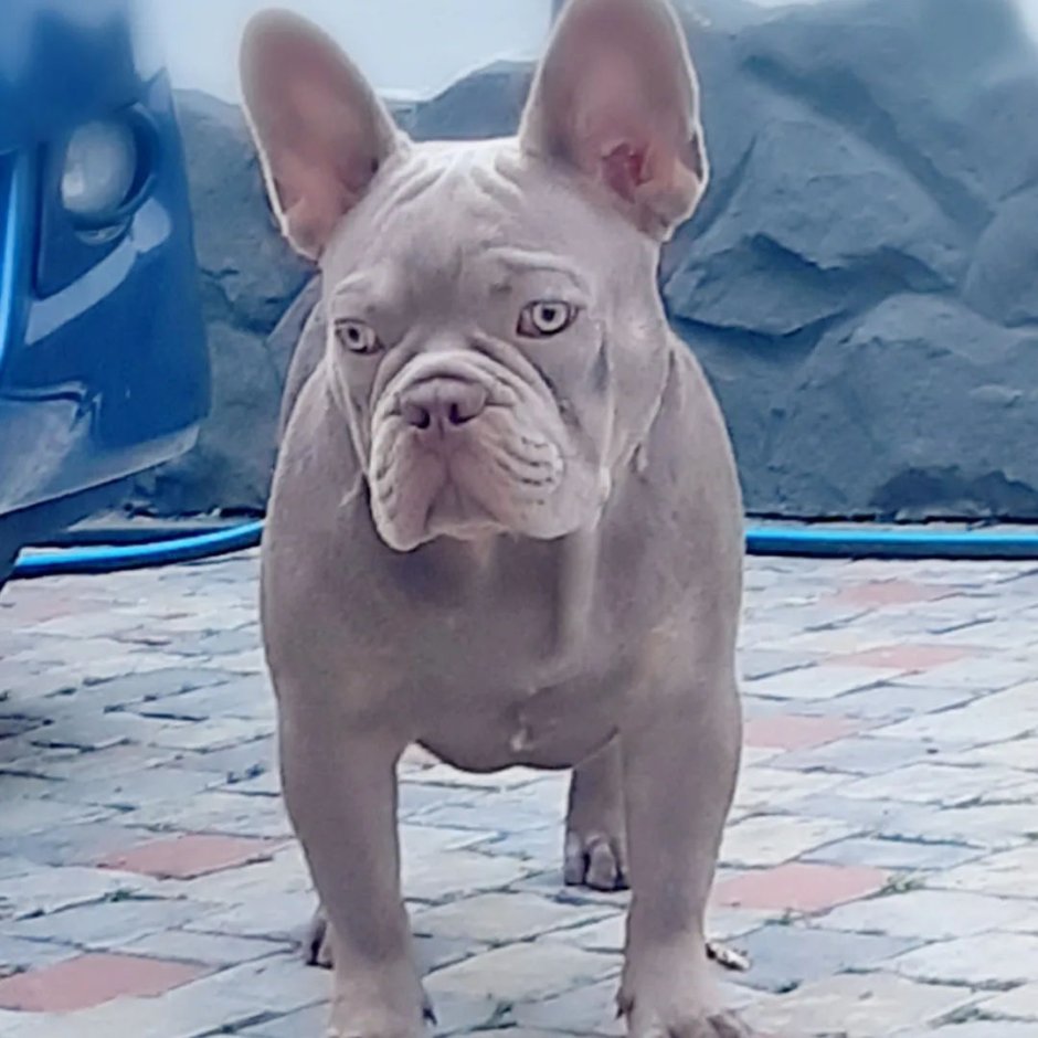 Французский бульдог окрас Изабелла