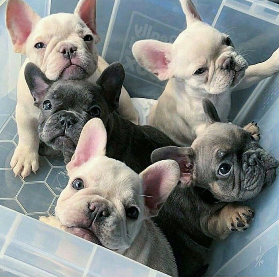 Французский бульдог Изабелла