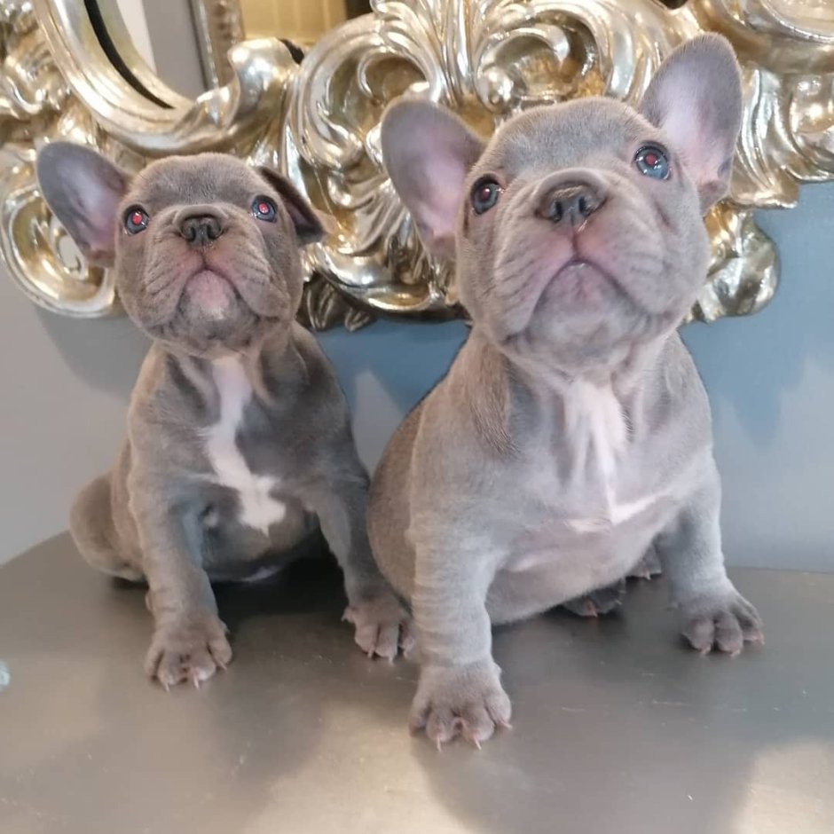 Лилак фавн французский бульдог