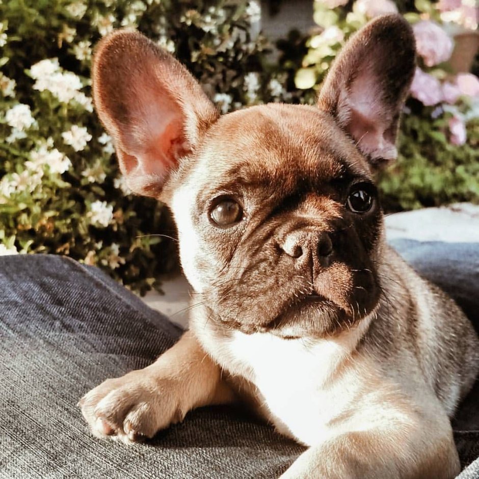 Бульдог изабеллового окраса