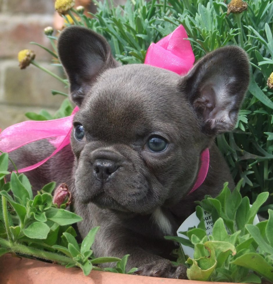 Новорожденные щенки французского бульдога