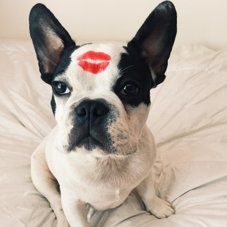 Французский бульдог Соболь